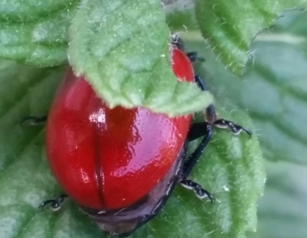 Coccinella? No, Chrysolina lutea, Chrysomelidae